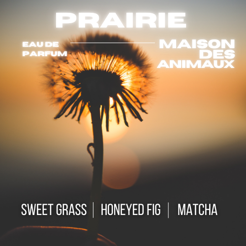 A dandelion seed head silhouetted against a sunset or sunrise sky, presenting Prairie eau de parfum by Maison des Animaux with scent notes of Sweet Grass, Honeyed Fig, and Matcha.