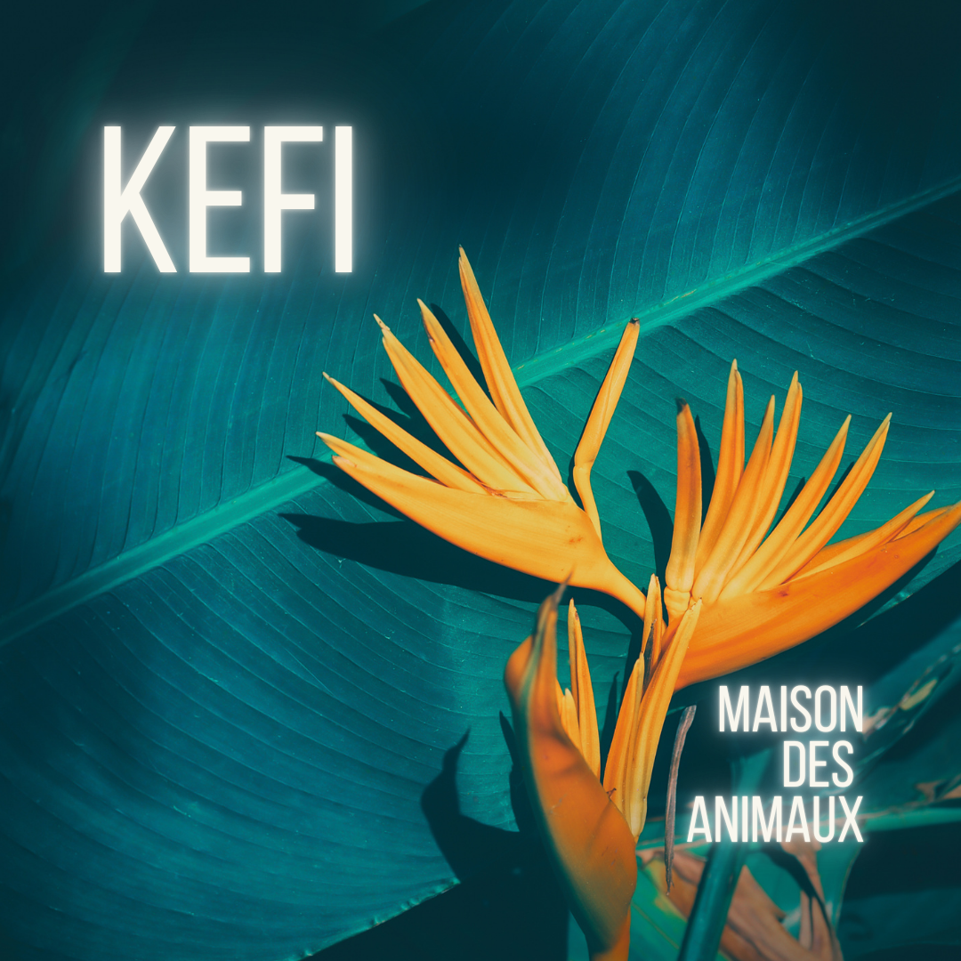 Kefi - Maison des Animaux Fragrances