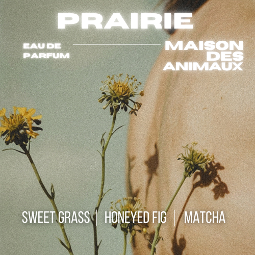Yellow flowers with spiky centers against a blurry background, presenting Prairie eau de parfum by Maison des Animaux with scent notes of Sweet Grass, Honeyed Fig, and Matcha.