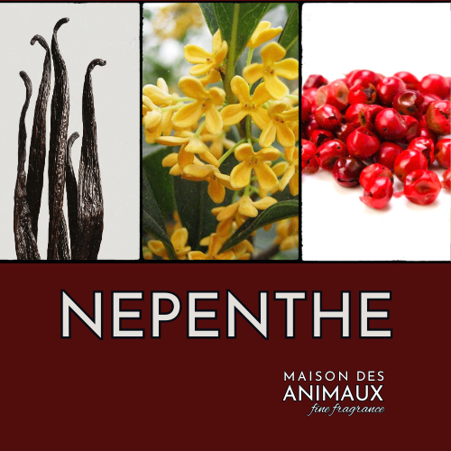 NEPENTHE